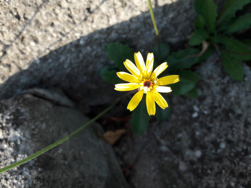 Flower; Publicdomain; Cc0; Freeimage;.jpg