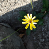 Flower; Publicdomain; Cc0; Freeimage;