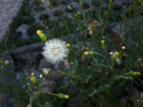 Flower; Publicdomain; Cc0; Freeimage;.jpg