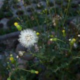 Flower; Publicdomain; Cc0; Freeimage;