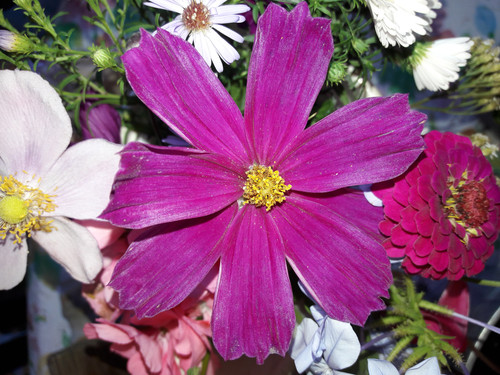 Flower; Publicdomain; Cc0; Freeimage;.jpg