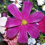 Flower; Publicdomain; Cc0; Freeimage;