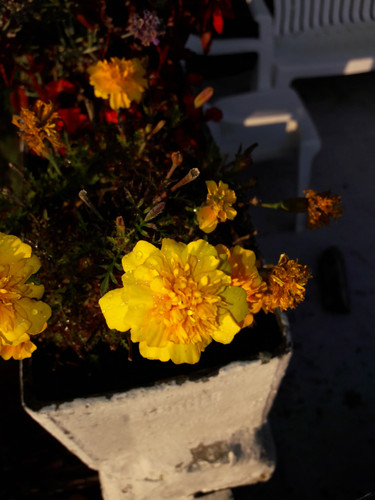 Flower; Publicdomain; Cc0; Freeimage;.jpg