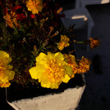 Flower; Publicdomain; Cc0; Freeimage;