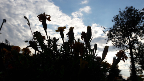 Flower; Publicdomain; Cc0; Freeimage;.jpg