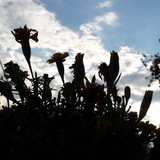 Flower; Publicdomain; Cc0; Freeimage;