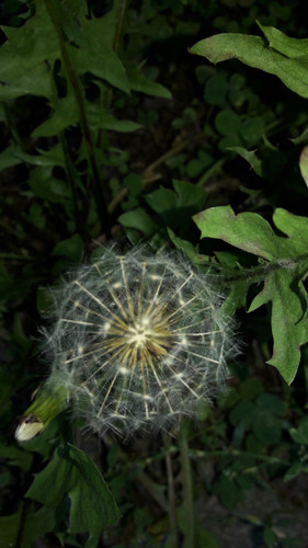 Flower; Publicdomain; Cc0; Freeimage;.jpg