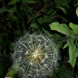 Flower; Publicdomain; Cc0; Freeimage;