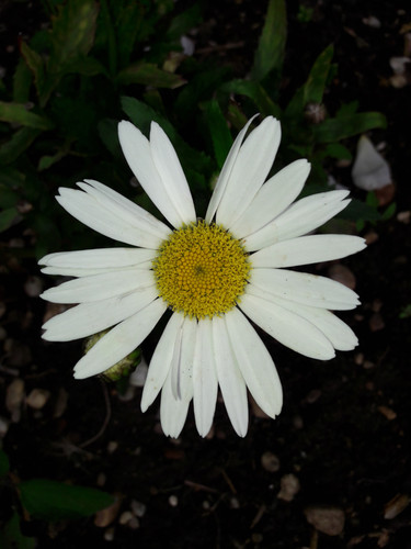 Flower; Publicdomain; Cc0; Freeimage;.jpg