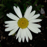 Flower; Publicdomain; Cc0; Freeimage;