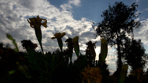 Flower; Publicdomain; Cc0; Freeimage;.jpg