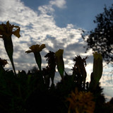 Flower; Publicdomain; Cc0; Freeimage;