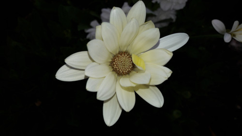 Flower; Publicdomain; Cc0; Freeimage;.jpg