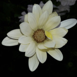 Flower; Publicdomain; Cc0; Freeimage;