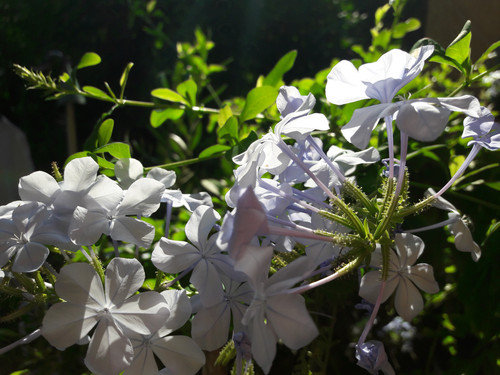 Flower; Publicdomain; Cc0; Freeimage;