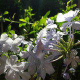 Flower; Publicdomain; Cc0; Freeimage;