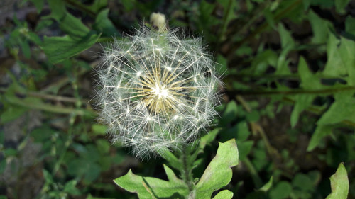 Flower; Publicdomain; Cc0; Freeimage;.jpg