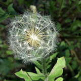 Flower; Publicdomain; Cc0; Freeimage;