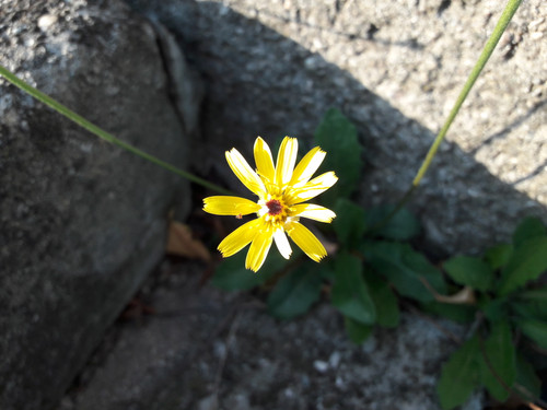 Flower; Publicdomain; Cc0; Freeimage;.jpg