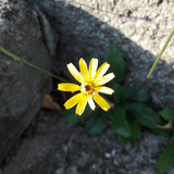 Flower; Publicdomain; Cc0; Freeimage;