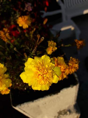 Flower; Publicdomain; Cc0; Freeimage;.jpg