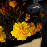 Flower; Publicdomain; Cc0; Freeimage;