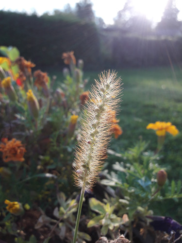 Crops; Publicdomain; Cc0; Freeimage;.jpg