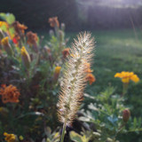 Crops; Publicdomain; Cc0; Freeimage;