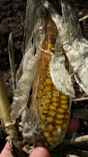 Crops; Publicdomain; Cc0; Freeimage;.jpg