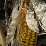 Crops; Publicdomain; Cc0; Freeimage;