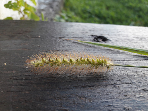 Crops; Publicdomain; Cc0; Freeimage;.jpg