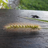 Crops; Publicdomain; Cc0; Freeimage;