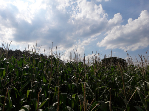 Crops; Publicdomain; Cc0; Freeimage;.jpg