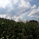 Crops; Publicdomain; Cc0; Freeimage;