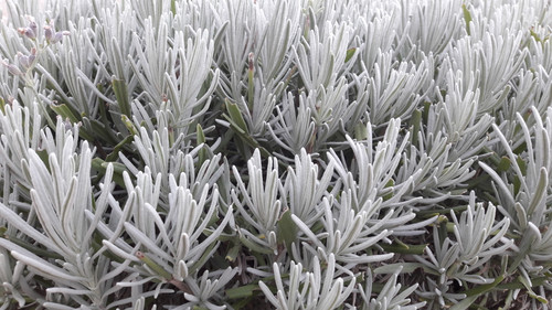 Bush; Publicdomain; Cc0; Freeimage;.jpg