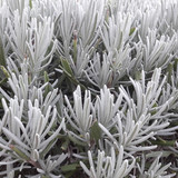 Bush; Publicdomain; Cc0; Freeimage;