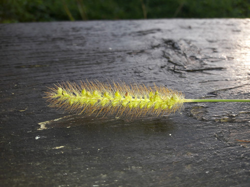 Crops; Publicdomain; Cc0; Freeimage;.jpg