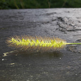 Crops; Publicdomain; Cc0; Freeimage;