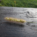 Crops; Publicdomain; Cc0; Freeimage;