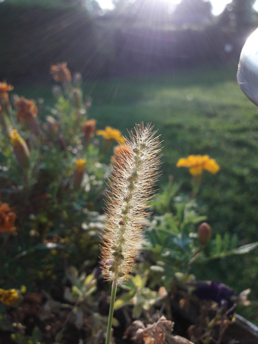 Crops; Publicdomain; Cc0; Freeimage;.jpg