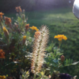 Crops; Publicdomain; Cc0; Freeimage;