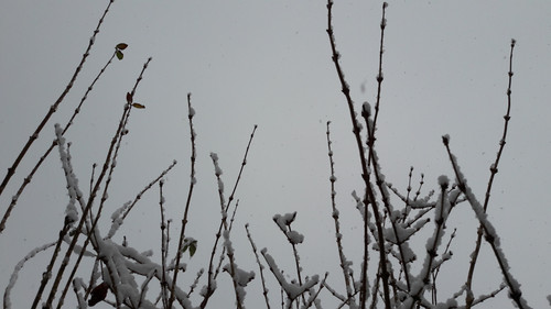 Bush; Publicdomain; Cc0; Freeimage;.jpg