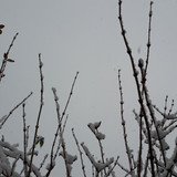 Bush; Publicdomain; Cc0; Freeimage;