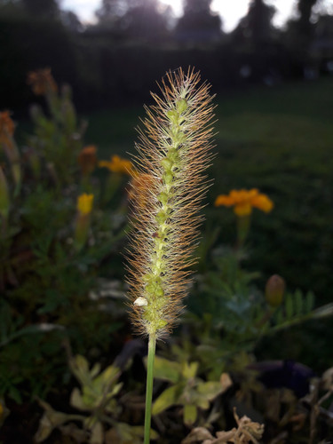 Crops; Publicdomain; Cc0; Freeimage;.jpg