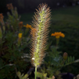 Crops; Publicdomain; Cc0; Freeimage;