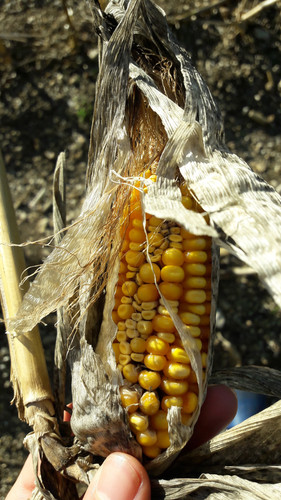 Crops; Publicdomain; Cc0; Freeimage;.jpg