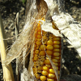 Crops; Publicdomain; Cc0; Freeimage;