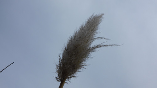 Crops; Publicdomain; Cc0; Freeimage;.jpg