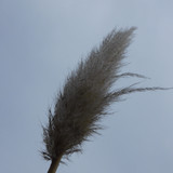 Crops; Publicdomain; Cc0; Freeimage;