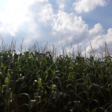 Crops; Publicdomain; Cc0; Freeimage;